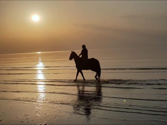 pension pour cheval âgé