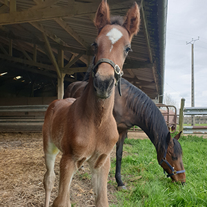 pension de travail pour chevaux