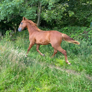 pension de retraite pour chevaux